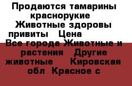 Продаются тамарины краснорукие . Животные здоровы привиты › Цена ­ 85 000 - Все города Животные и растения » Другие животные   . Кировская обл.,Красное с.